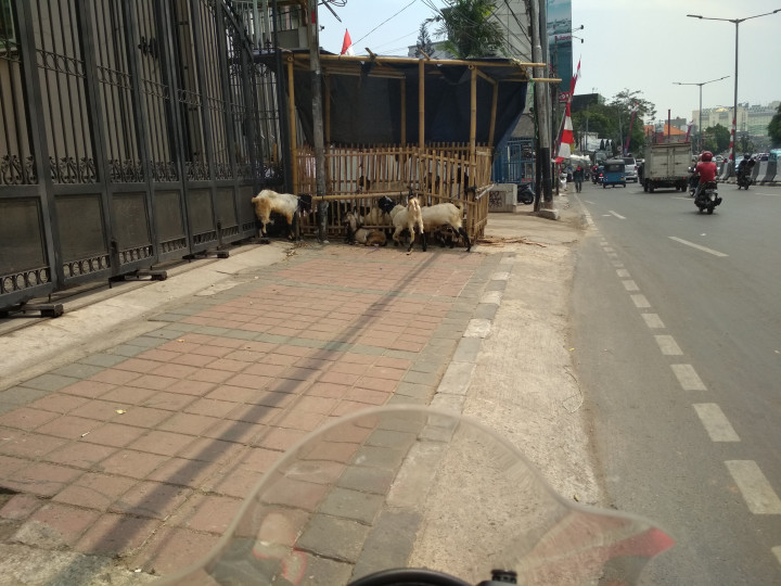 Petugas tak Tegur Penjual Hewan Kurban di Trotoar