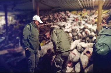 Tangkap Hiu secara Ilegal di Ekuador, 20 Nelayan Tiongkok Dipenjara