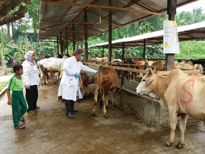 Sapi Tak Layak Kurban Ditemukan di Medan