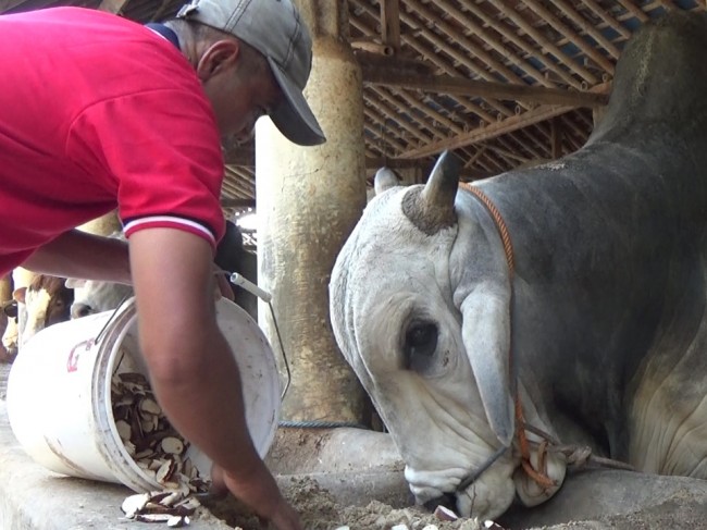 Jokowi Berkurban Sapi di Kabupaten Sambas