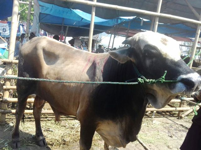 Djarot Kurban Sapi Seberat  400 Kg