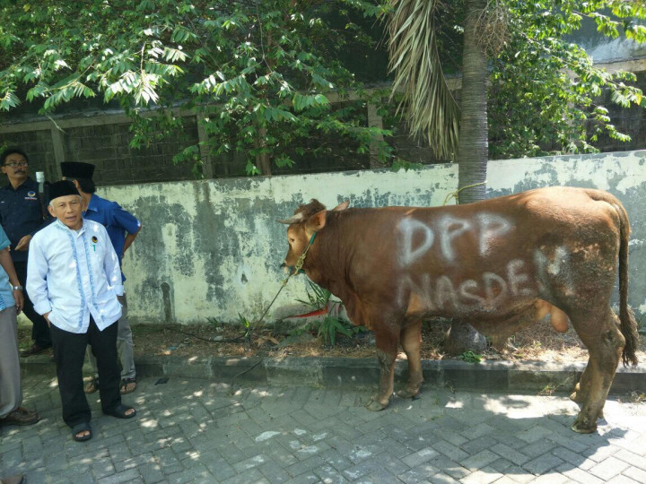 Lima Sapi Kurban Surya Paloh untuk Mitra Strategis Bangsa Indonesia