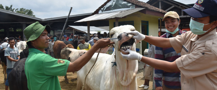 Pedagang Hewan Kurban Harus Minta Izin Lurah dan Camat