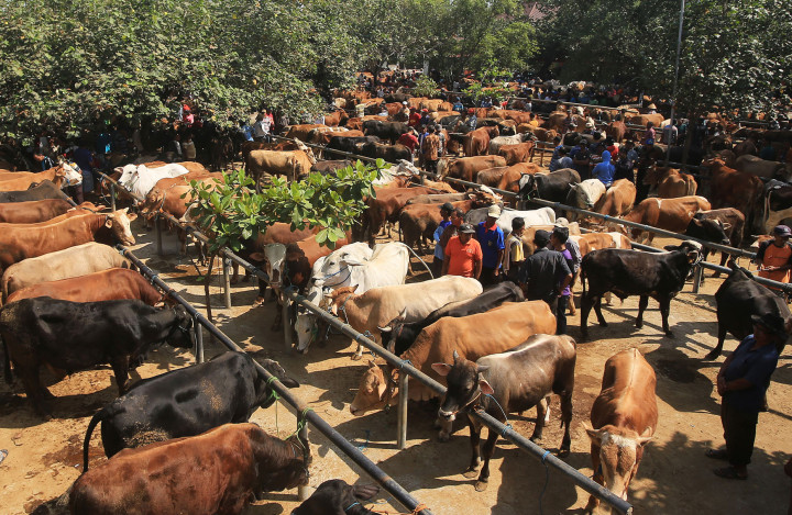 Hewan Kurban di Aceh Capai 45.534 Ekor