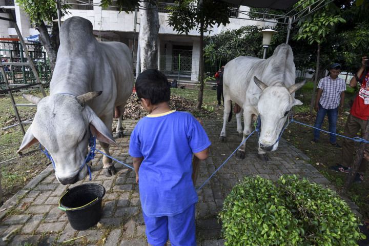 Jokowi-JK Masing-masing Sumbang Seekor Sapi di Istiqlal