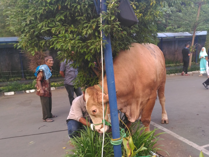 Media Group Salurkan 19 Sapi dan 20 Kambing Kurban