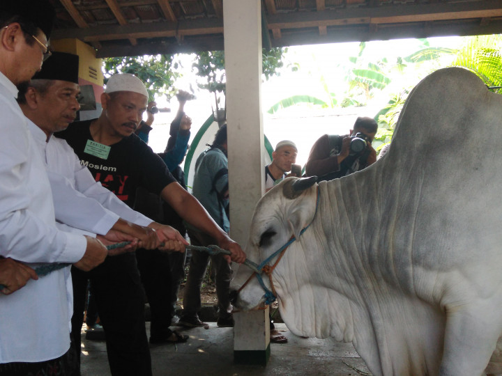 Dua Sapi Kurban Presiden Jokowi Disembelih di Tempat Berbeda