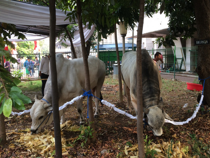 Daging Hewan Kurban Masjid Istiqlal Dibagikan Malam Nanti