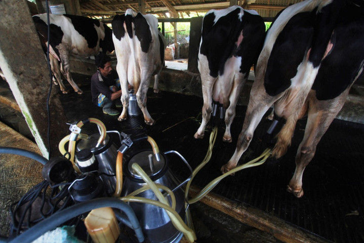 Industri Olahan Susu Peluang Terbaik bagi Peternak Indonesia