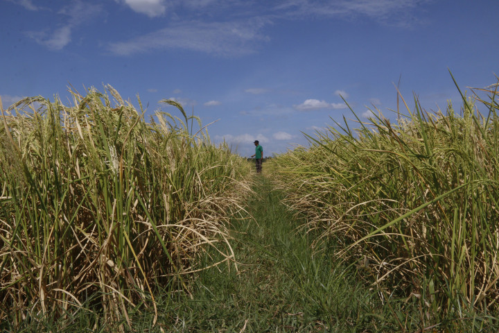 Sebagian Sawah Babel Terancam Kekeringan