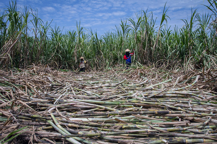 Tingginya Biaya Produksi Merugikan Petani Tebu Pekalongan