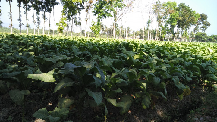 Bibit Tembakau di Lombok Dijual hingga ke Myanmar dan Afrika