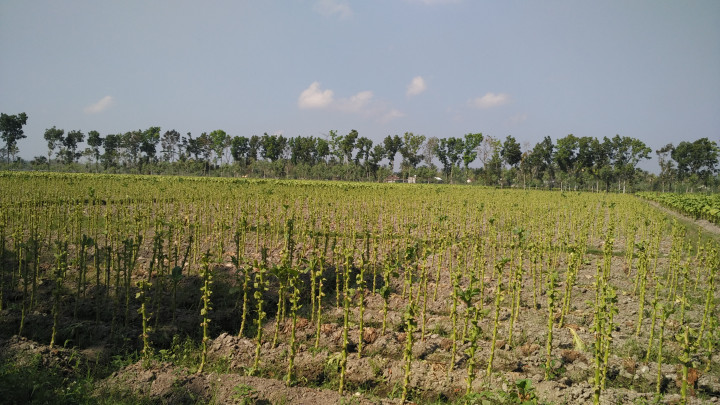 Program IPS Berikan Jaminan Penyerapan Tembakau Hasil Petani Binaan