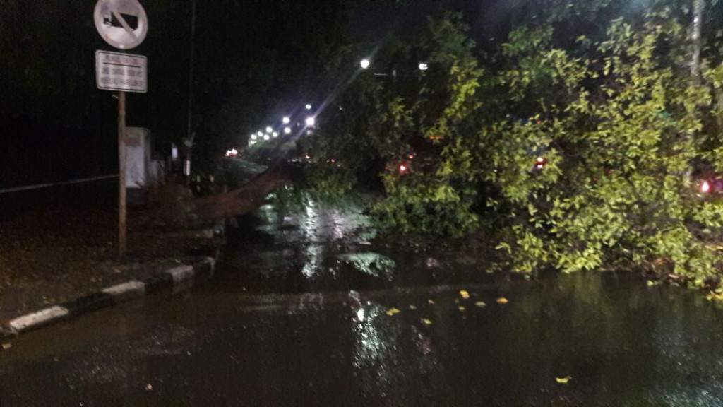 Pohon tumbang di Jalan Imam Bonjol, Jakarta Pusat, Minggu 10 September 2017. dok.TMC Polda Metro Jaya