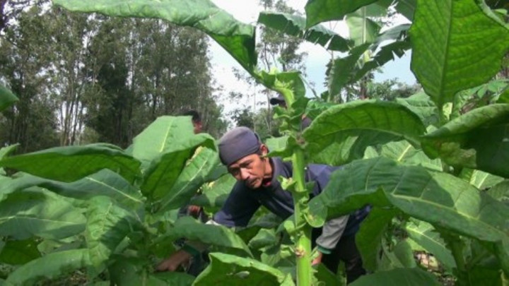 Gappri Minta Pemerintah Tunda Larangan Impor Tembakau