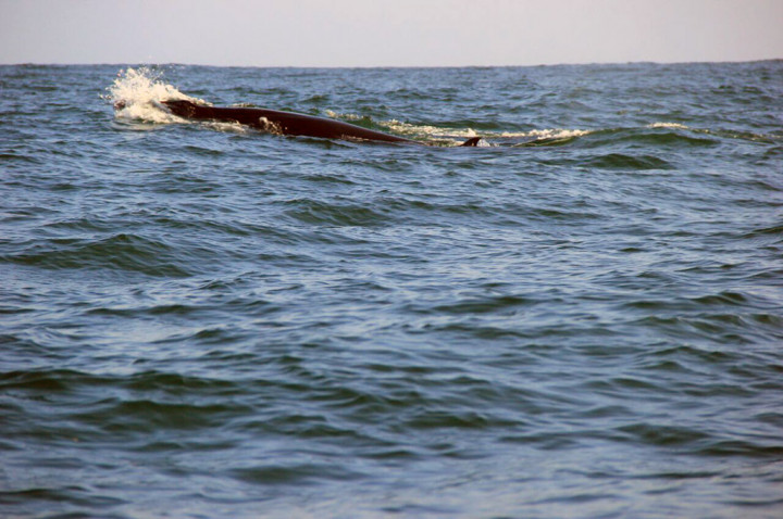 Kawanan Paus Sering Muncul di Pantai Gunung Kidul