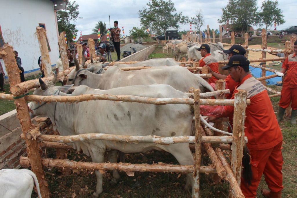 Papua Diminta Genjot Populasi Sapi Potong - Medcom.id