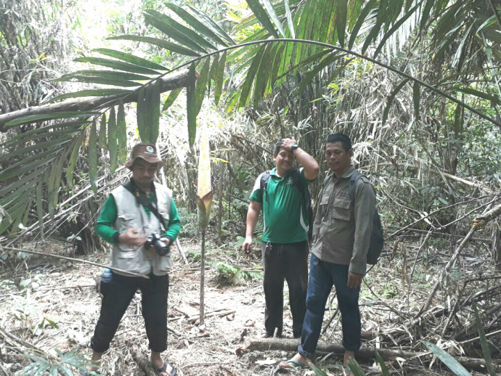 Dua Bunga Bangkai Raksasa Mekar di Riau