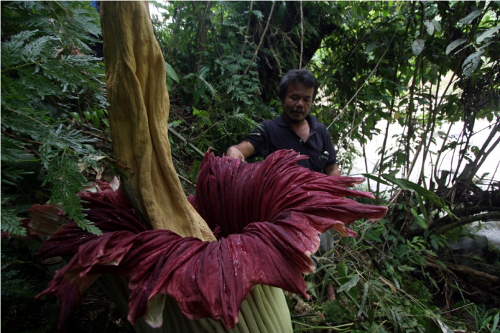 Rafflesia Gadutensis Mekar di Bengkulu