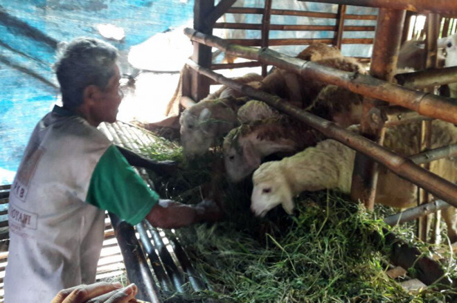 Dastam dan kambig peliharaannya -- MTVN/Kuntoro Tayubi