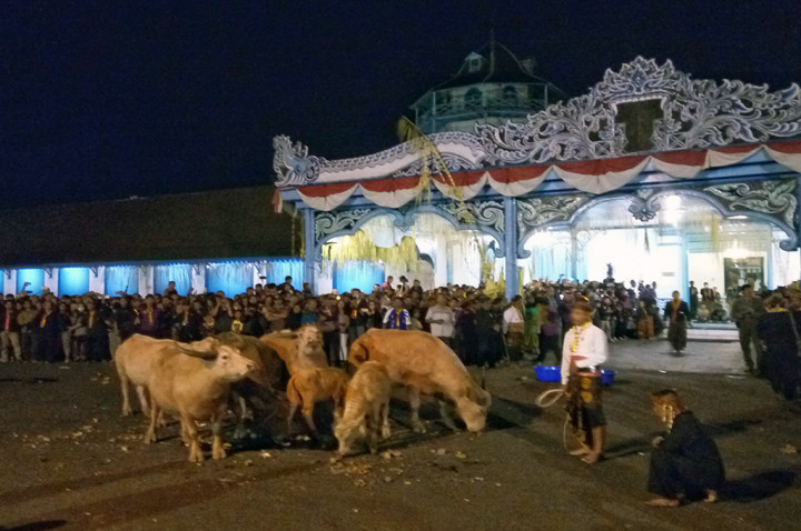 Keraton Kasunanan Solo Mengirabkan Belasan Pusaka dan Kerbau Kiai Slamet