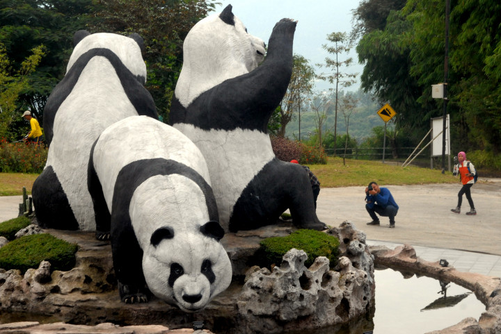 Indonesia to Receive 2 Giant Pandas from China This Month