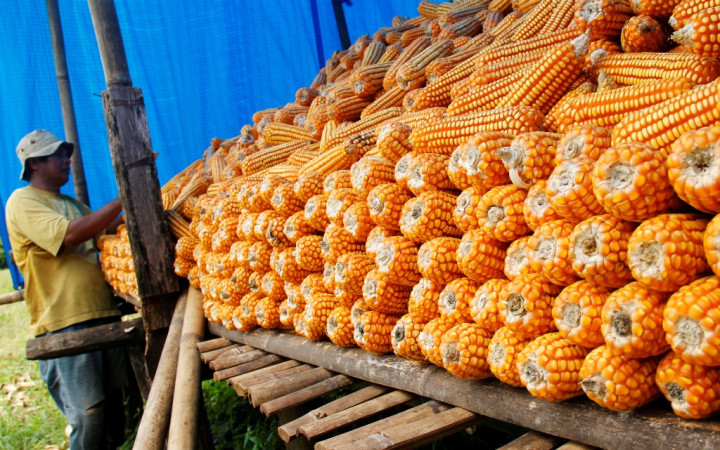 Sultra Targetkan Produktivitas Jagung Capai 7 Ton