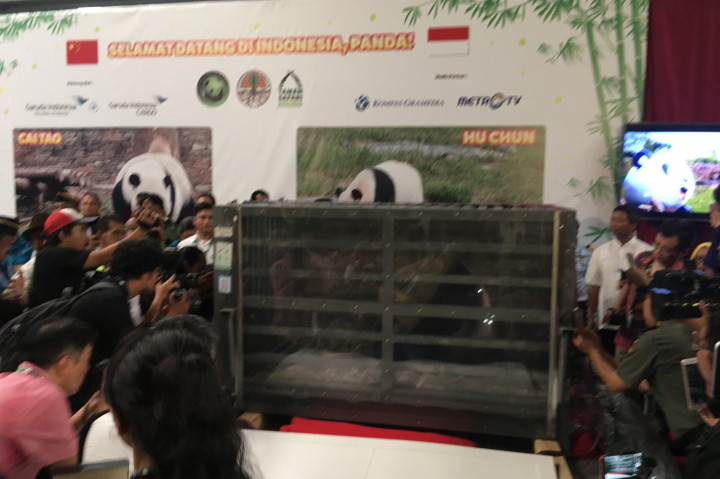 Sepasang Panda Asal Tiongkok Tiba di Indonesia