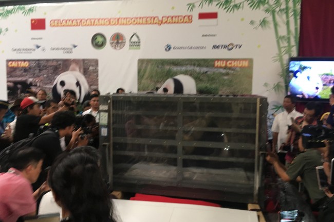 Two Giant Pandas Arrive in Indonesia