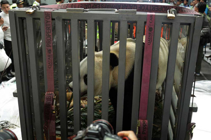 Dua Panda Asal Tiongkok Tiba di Indonesia