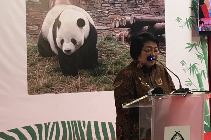 Giant Panda Tinggal di Indonesia selama 10 Tahun