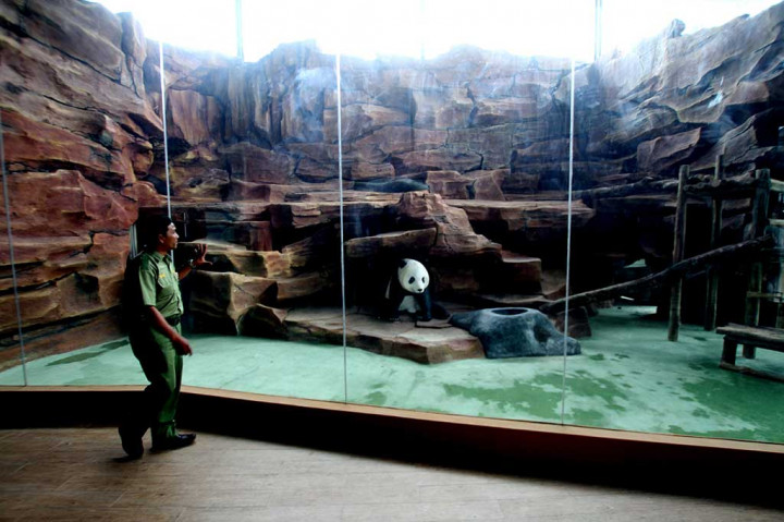 Giant Panda dari Tiongkok Dikembangbiakkan di Taman Safari