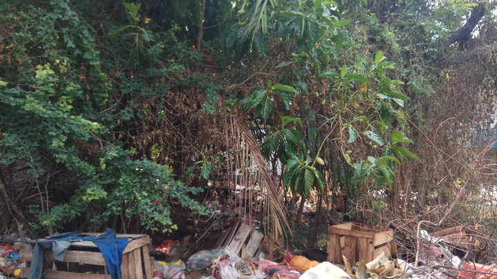 Lokasi Serangan Hama Ulat Bulu di Semper adalah TPS Ilegal