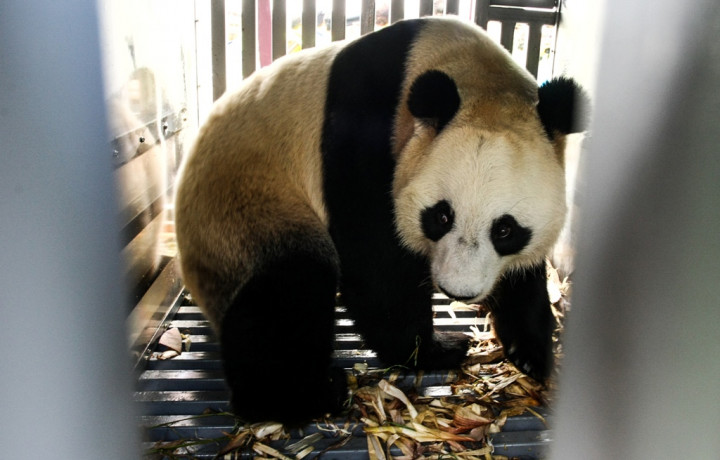Panda, Duta Persahabatan dan Simbol Perdamaian Tiongkok