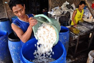 Sari Kelapa, Produk Mikrobial yang Memang Perlu Urea