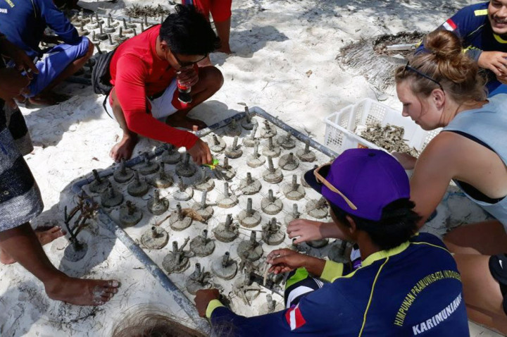 Wisatawan Ikut Menanam Terumbu Karang saat Festival Barikan Kubro