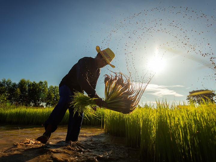 Ribuan Hama Tikus Serang Sawah di Tegal