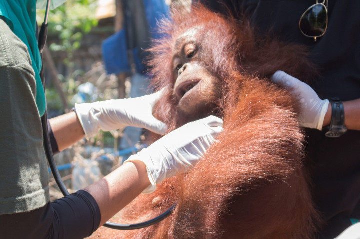 Aktivis Satwa Evakuasi Orang Utan dari Kayong Utara
