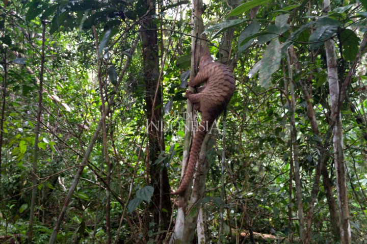 Puluhan Trenggiling Selundupan Dilepasliarkan di Riau