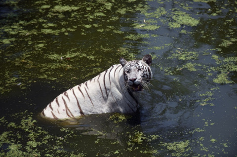 Harimau Putih Di Taman Nasional India Terkam Pawang Hingga Tewas