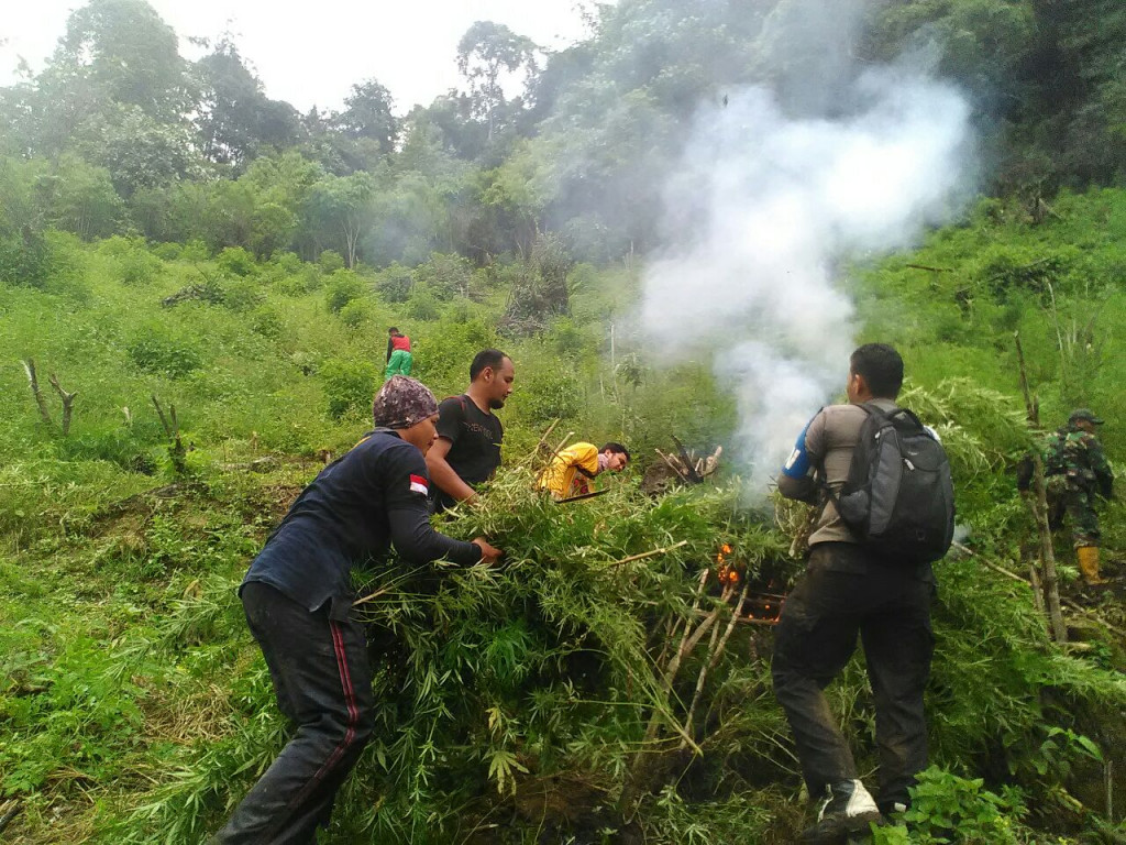 Petugas memusnahkan 3 hektare ladang ganja di pegunungan madina