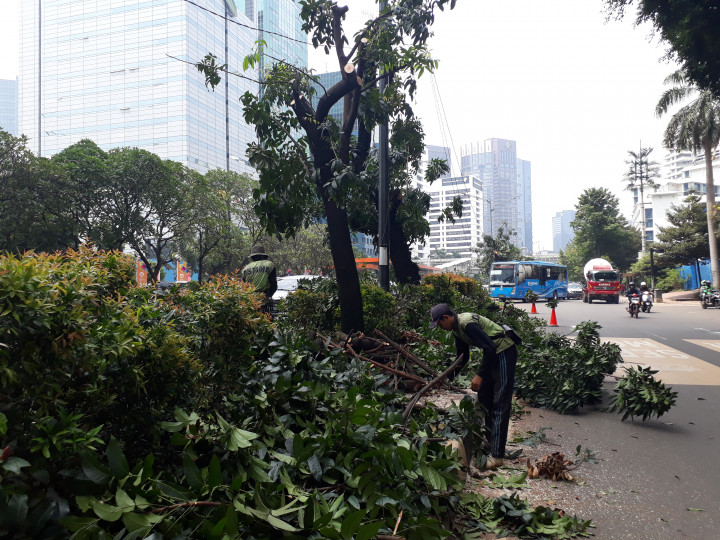 Pemprov DKI Mulai Pangkas Pohon di Jalan Sudirman-Thamrin