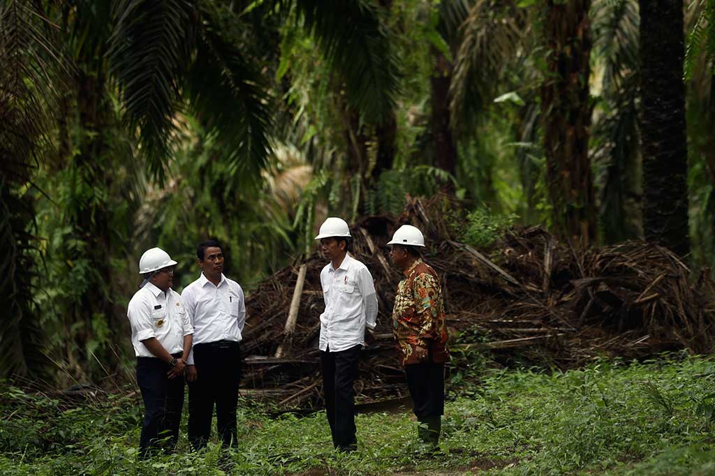 Usai Tanam Sawit, Jokowi Akan Cek Setahun Lagi