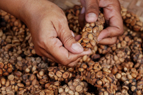 Kopi Luwak Bali Termahal Di Indonesia