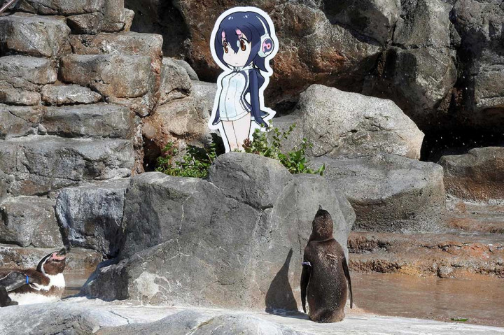 Grape-Kun, Penguin Penggemar Tokoh Anime Hululu Mati