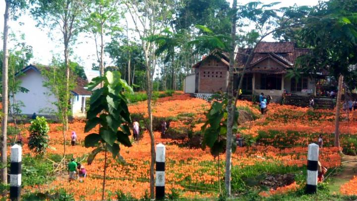 Kebun Bunga Amarilis di Desa Salam Jadi Magnet Wisatawan