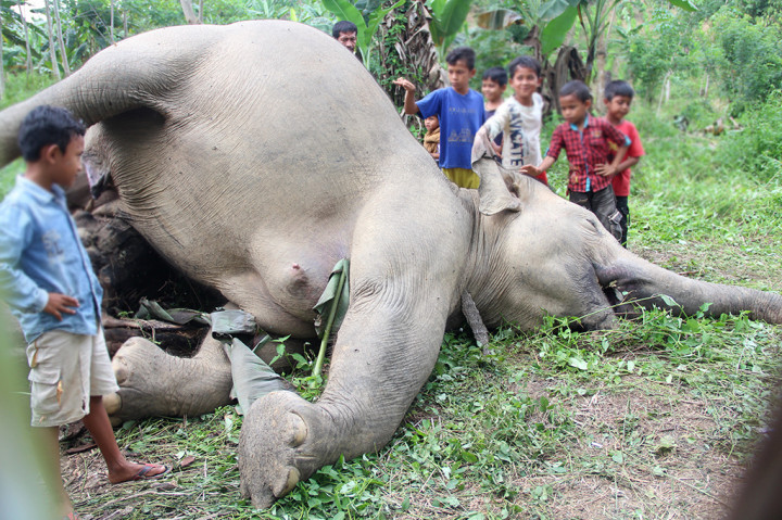Dua Ekor Gajah di Aceh Timur Mati Tersengat Listrik