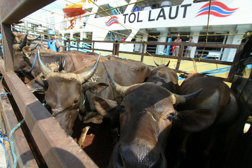 Perlancar Distribusi Sapi Ke Konsumen Kementan Siapkan Kapal Ternak