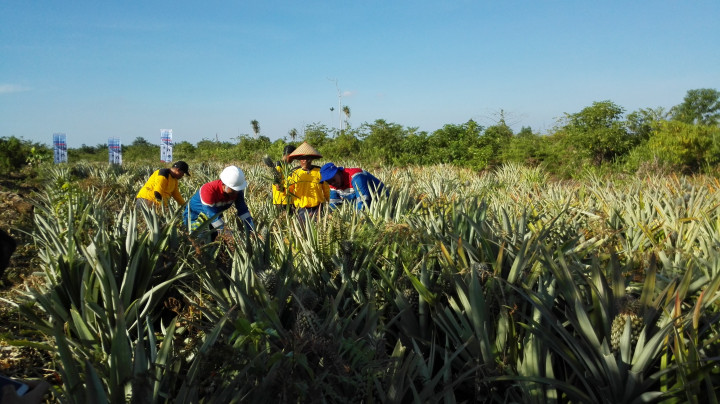 Buah Nanas, 'Obat Luka' Kebakaran Lahan di Sei Pakning
