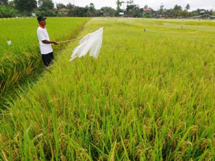 Jokowi <i>Ngotot</i> Wujudkan Keamanan dan Kedaulatan Pangan